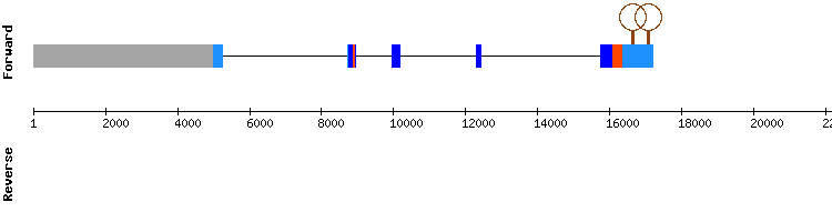 gene structure