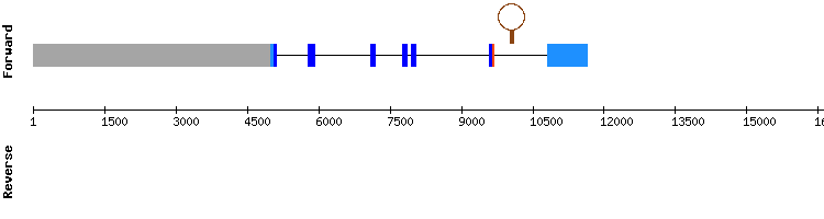 gene structure