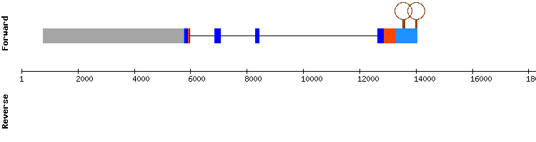 gene structure