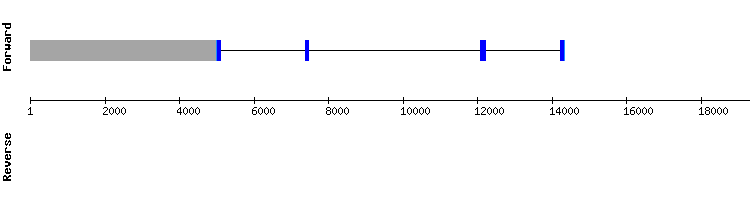 gene structure