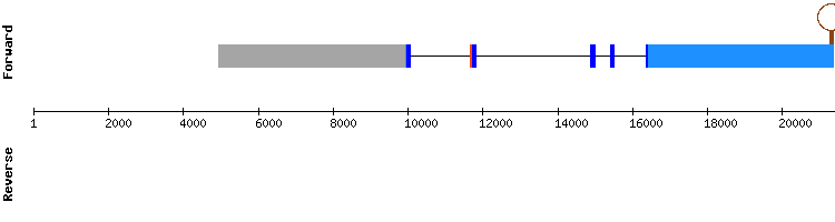 gene structure