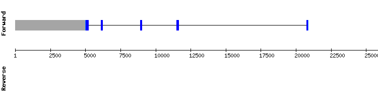 gene structure