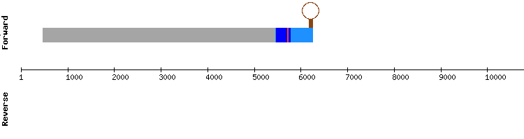 gene structure