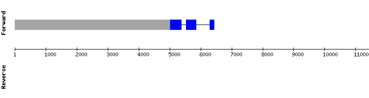 gene structure