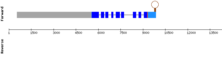 gene structure