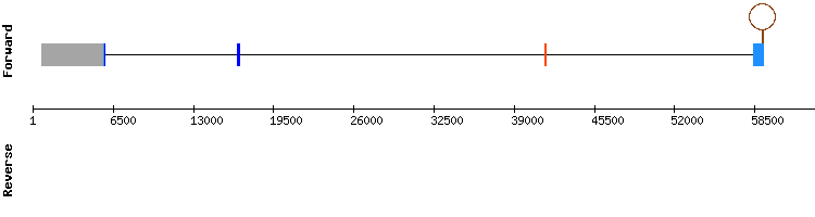 gene structure