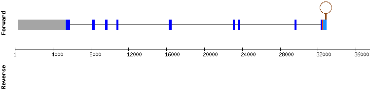 gene structure