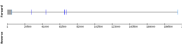 gene structure