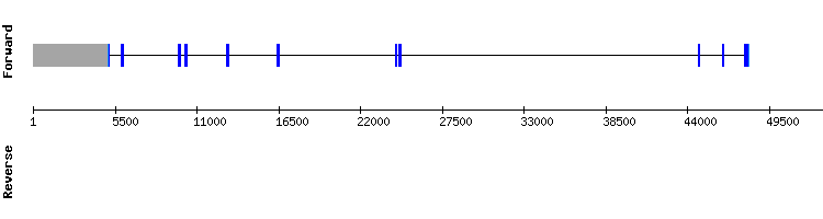 gene structure