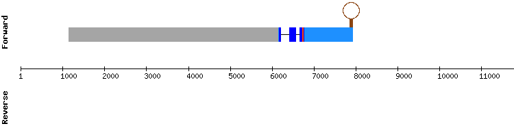 gene structure