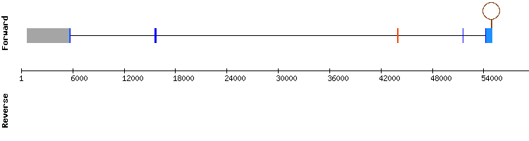 gene structure