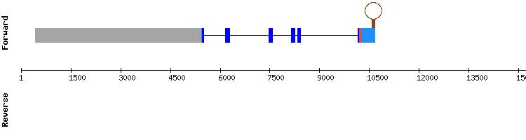 gene structure