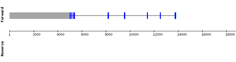 gene structure