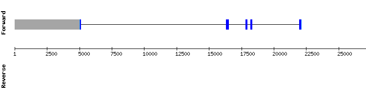 gene structure