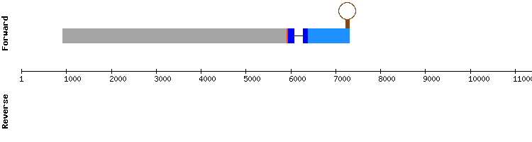 gene structure