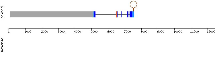 gene structure