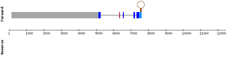 gene structure