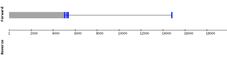 gene structure