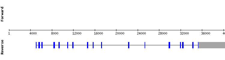 gene structure