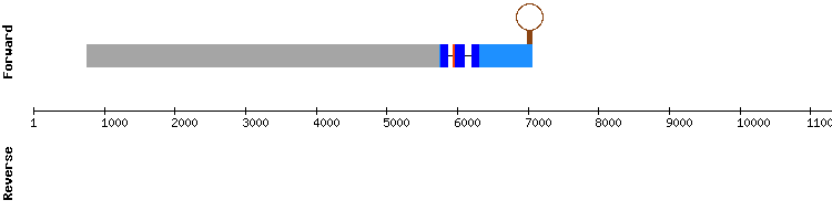 gene structure