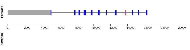 gene structure