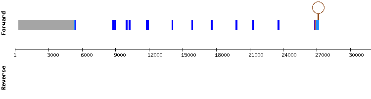 gene structure