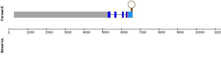 gene structure