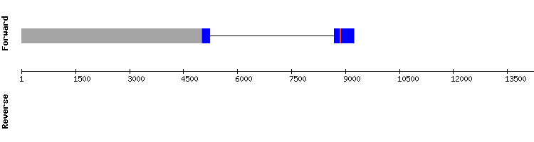 gene structure