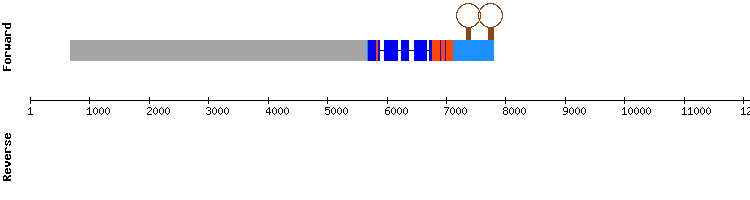 gene structure