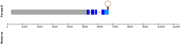 gene structure