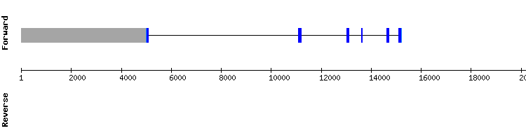 gene structure