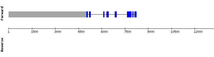 gene structure