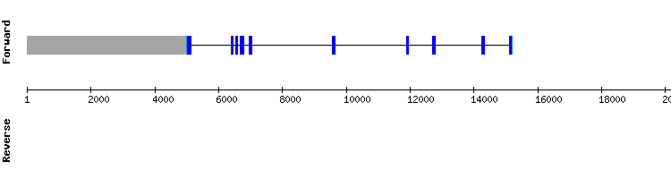 gene structure