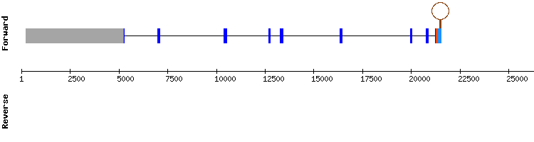 gene structure