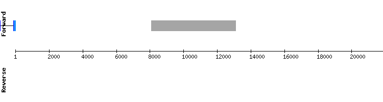 gene structure