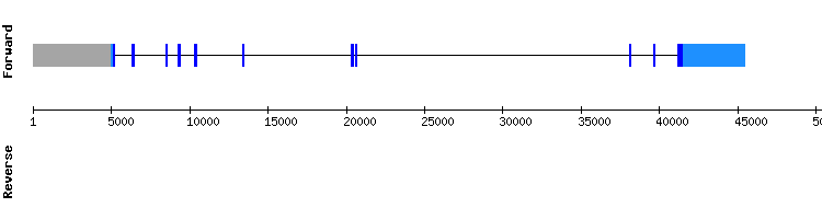 gene structure