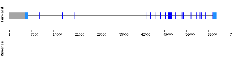 gene structure