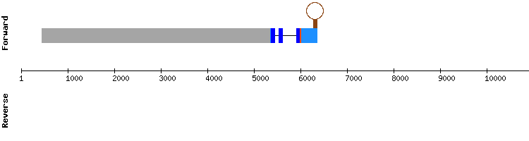 gene structure