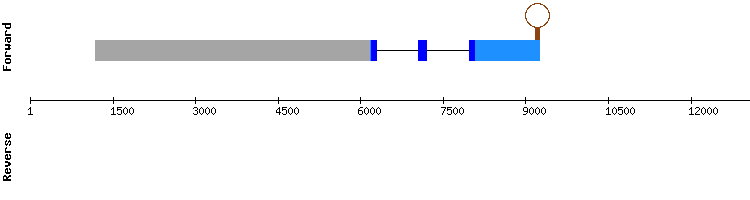 gene structure