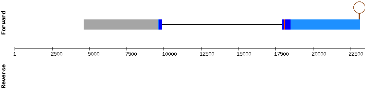 gene structure