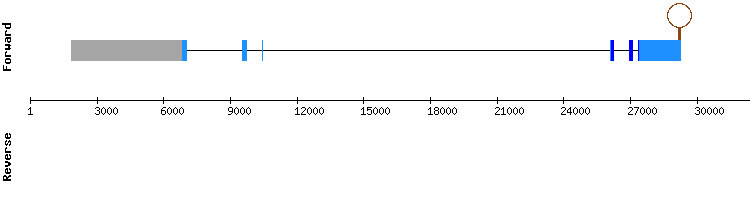 gene structure