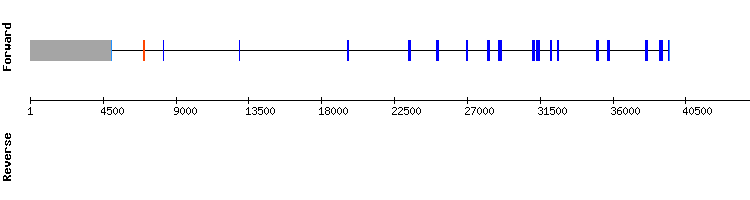 gene structure