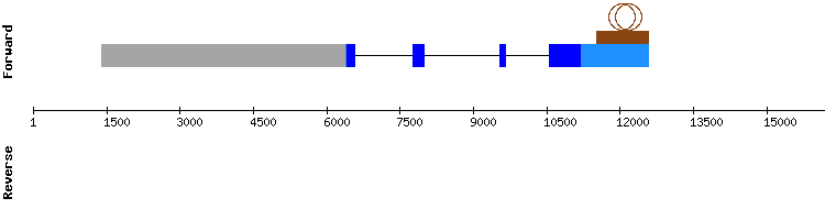 gene structure