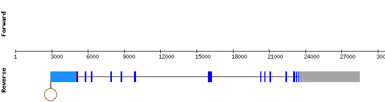 gene structure