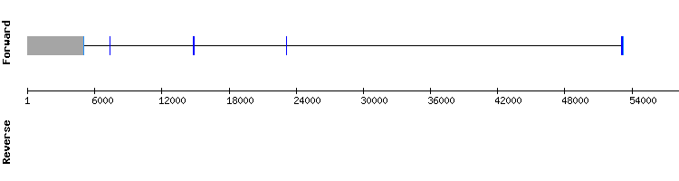 gene structure