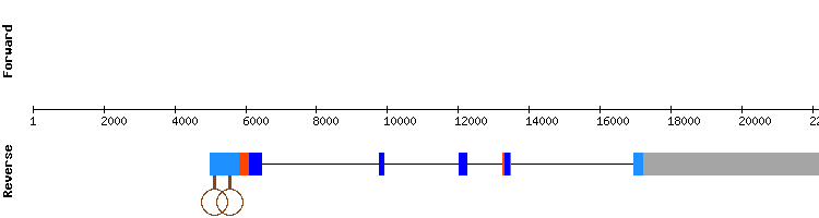 gene structure