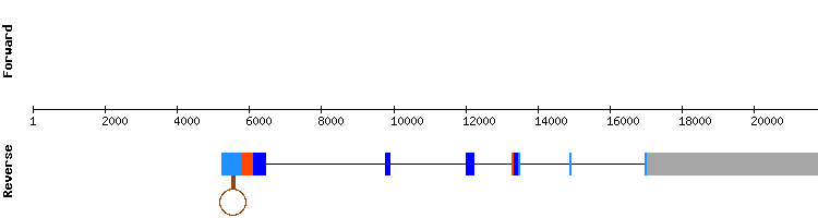 gene structure