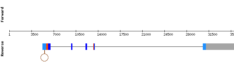 gene structure