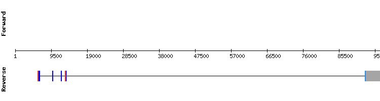 gene structure