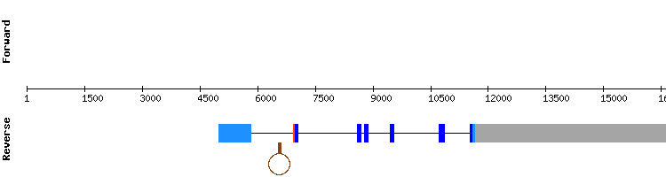 gene structure